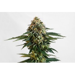 THCV · Kannabia Seed Company · kenevir tohum · Disi · Fem