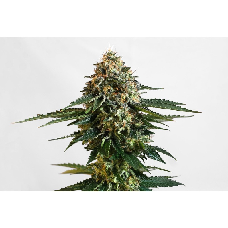 THCV · Kannabia Seed Company · cannabis seeds · Fem