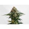 THCV · Kannabia Seed Company · cannabis seeds · Fem