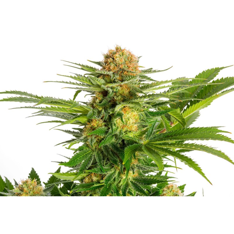WHITE DOMINA · Kannabia Seed Company · cannabis seeds · Fem