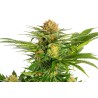 WHITE DOMINA · Kannabia Seed Company · kenevir tohum · Disi · Fem