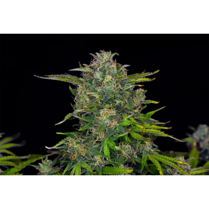 ZKITTLEZ AUTO · Kannabia Seed Company · kenevir tohumu · Disi · AutoFem