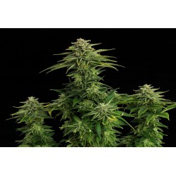 ZKITTLEZ · Kannabia Seed Company · kenevir tohum · Disi · Fem