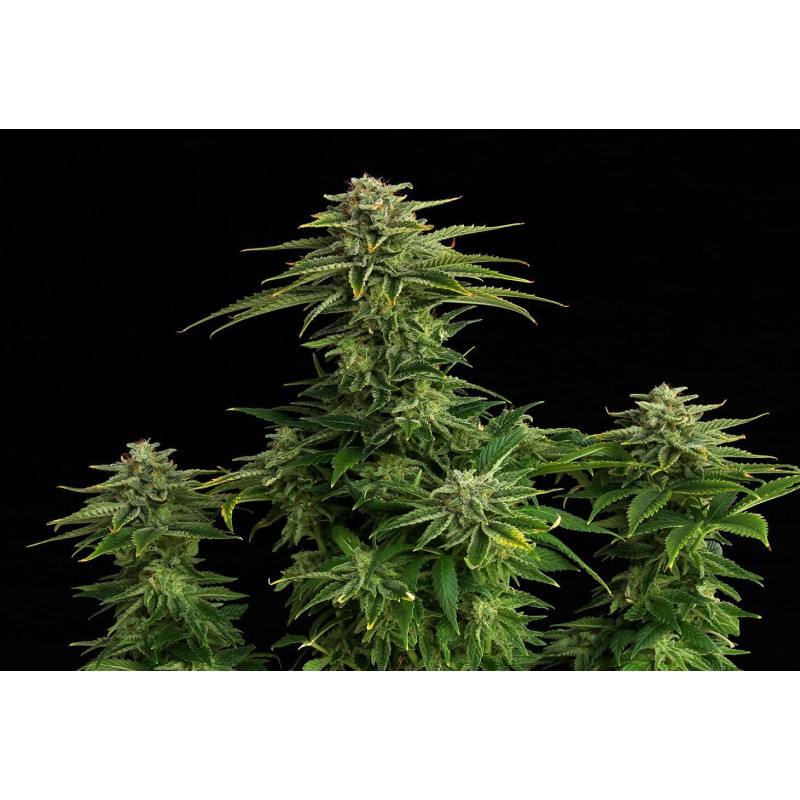 ZKITTLEZ · Kannabia Seed Company · kenevir tohum · Disi · Fem