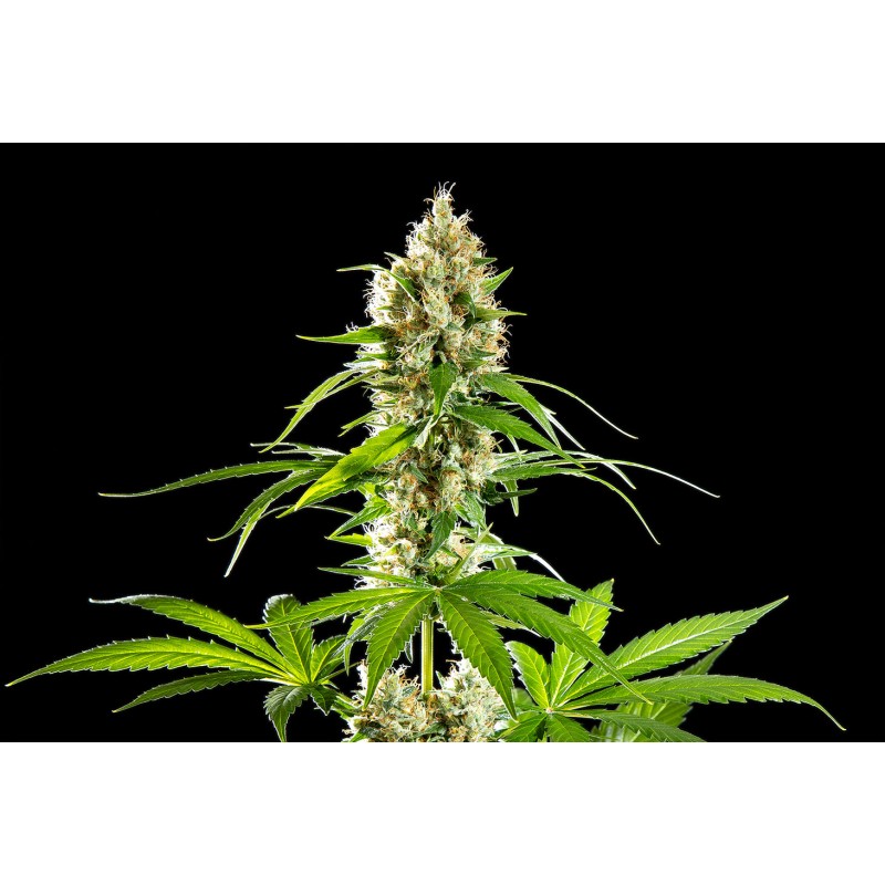 SUNSET SHERBET · Kannabia Seed Company · kenevir tohum · Disi · Fem