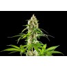 SUNSET SHERBET · Kannabia Seed Company · kenevir tohum · Disi · Fem