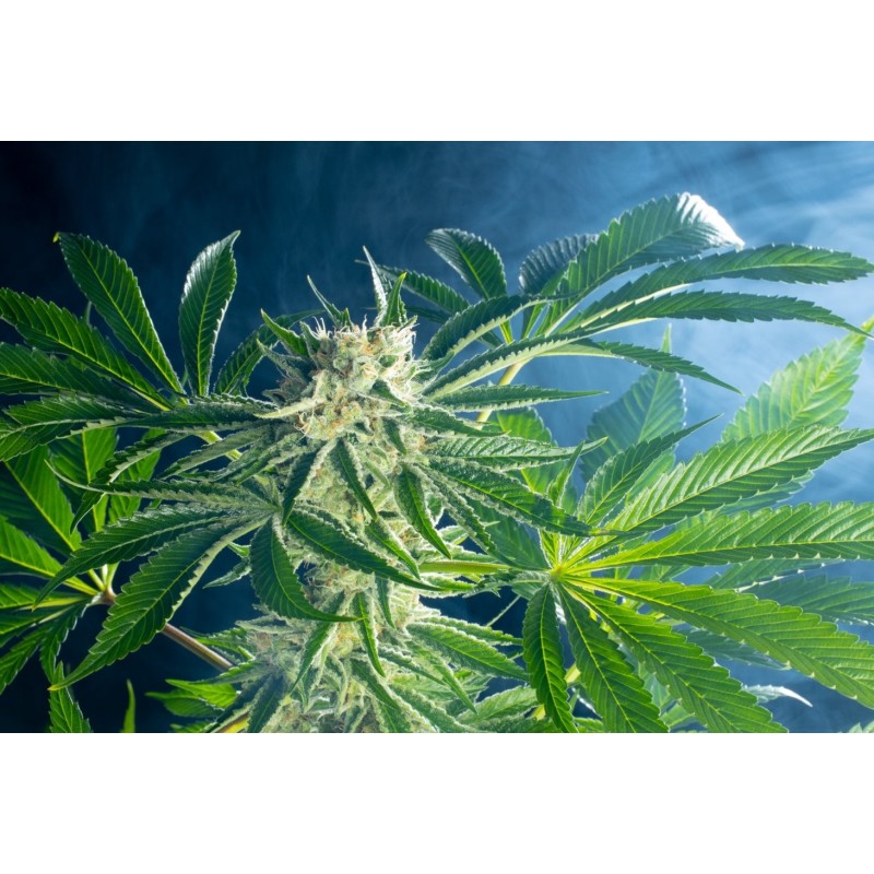 RAINBOW SHERBET 11 · Kannabia Seed Company · kenevir tohum · Disi · Fem