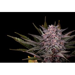 PINK GELATO · Kannabia Seed Company · kenevir tohum · Disi · Fem