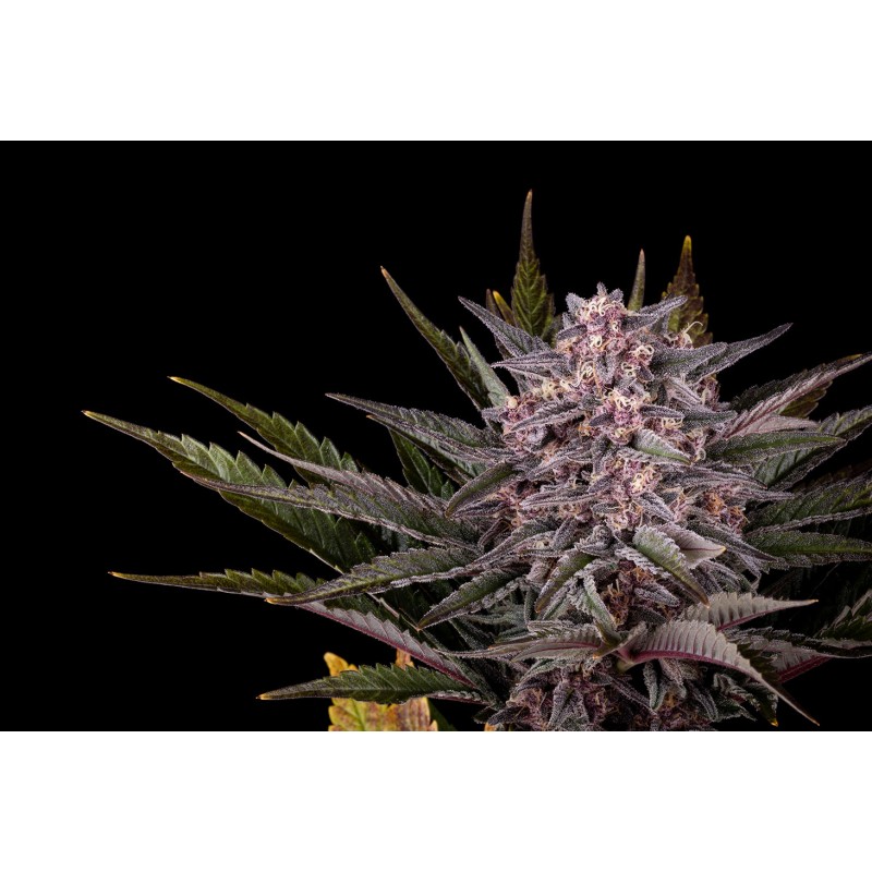 PINK GELATO · Kannabia Seed Company · kenevir tohum · Disi · Fem