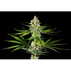 OREOZ USA · Kannabia Seed Company · kenevir tohum · Disi · Fem
