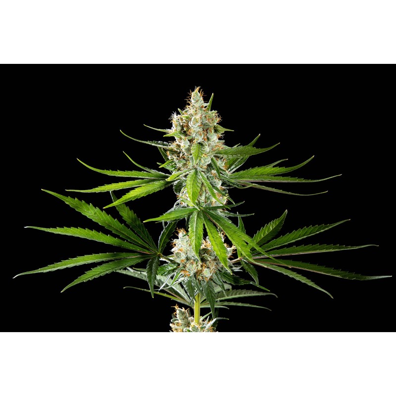 OREOZ USA · Kannabia Seed Company · kenevir tohum · Disi · Fem