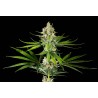 OREOZ USA · Kannabia Seed Company · kenevir tohum · Disi · Fem