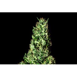 MOBY DICK · Kannabia Seed Company · kenevir tohum · Disi · Fem