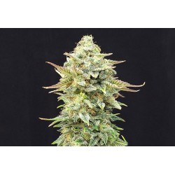 PINEAPPLE DREAM · Kannabia Seed Company · cannabis seeds · Fem
