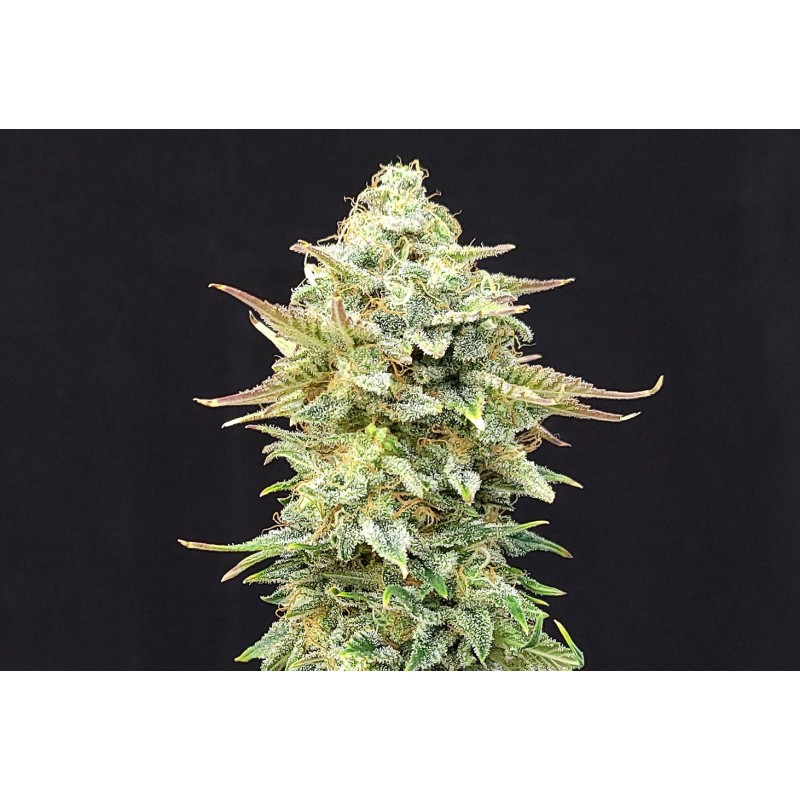 PINEAPPLE DREAM · Kannabia Seed Company · kenevir tohum · Disi · Fem