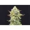 PINEAPPLE DREAM · Kannabia Seed Company · kenevir tohum · Disi · Fem