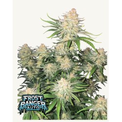 Frostbanger Auto · FastBuds Seeds · kenevir tohum · AutoFem