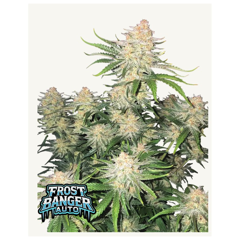 Frostbanger Auto · FastBuds Seeds · cannabis seeds · AutoFem