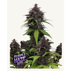 Purple Haze Auto · FastBuds Seeds · cannabis seeds · AutoFem