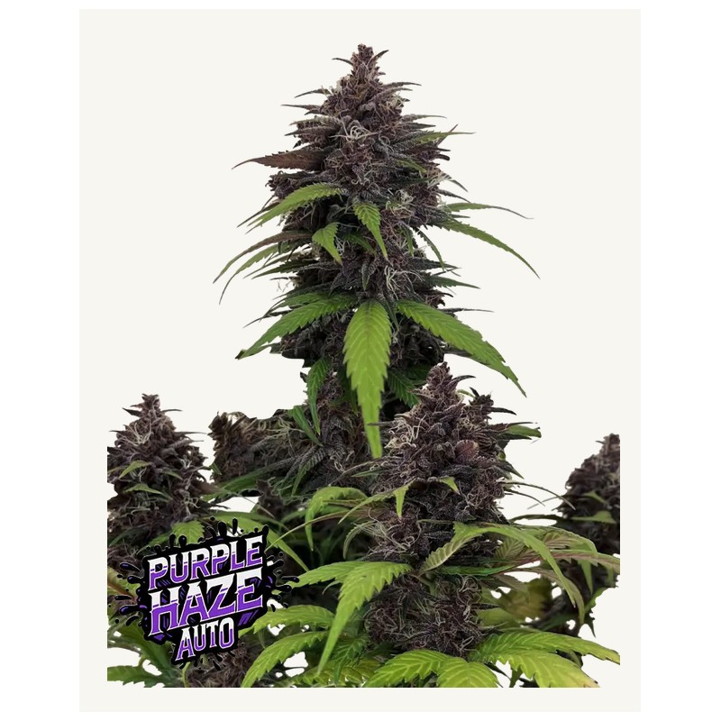 Purple Haze Auto · FastBuds Seeds · cannabis seeds · AutoFem