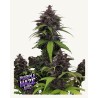 Purple Haze Auto · FastBuds Seeds · kenevir tohum · AutoFem