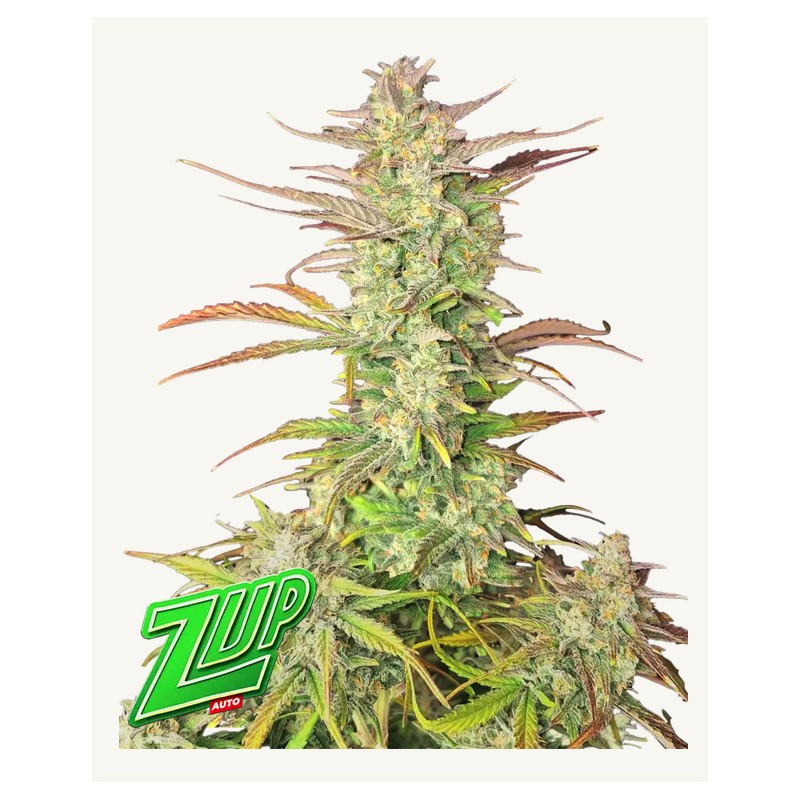 Z-Up Auto · FastBuds Seeds · kenevir tohum · AutoFem