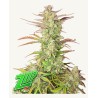 Z-Up Auto · FastBuds Seeds · cannabis seeds · AutoFem