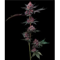CHERRY POPPERS · Barneys Farm · kenevir tohum · Disi · Fem