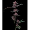 CHERRY POPPERS · Barneys Farm · kenevir tohum · Disi · Fem