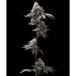 GMO COOKIES · Barneys Farm · kenevir tohum · Disi · Fem