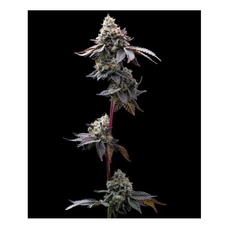 GMO COOKIES · Barneys Farm · kenevir tohum · Disi · Fem