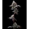 GMO COOKIES · Barneys Farm · kenevir tohum · Disi · Fem