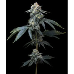JEALOUSY · Barneys Farm · kenevir tohum · Disi · Fem