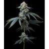 JEALOUSY · Barneys Farm · kenevir tohum · Disi · Fem