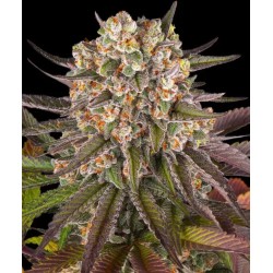 LIMONCELLO · Barneys Farm · cannabis seeds · Fem