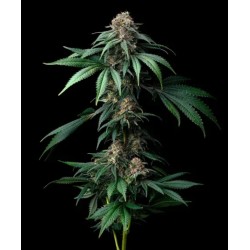 MENDO BREATH · Barneys Farm · cannabis seeds · Fem