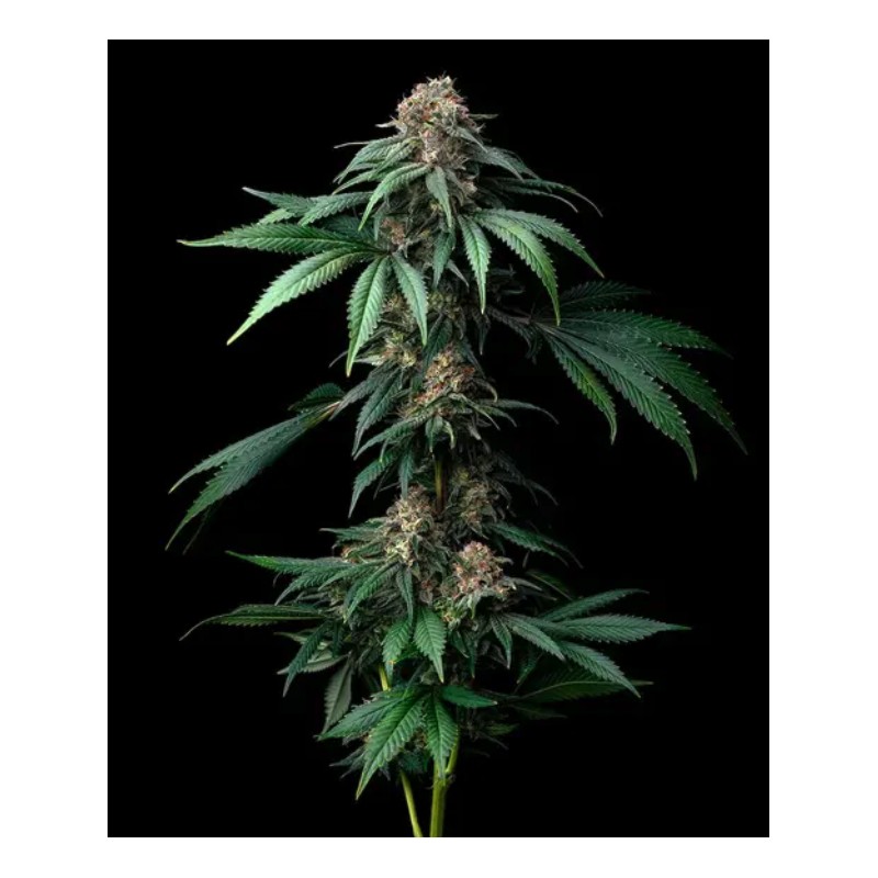 MENDO BREATH · Barneys Farm · kenevir tohum · Disi · Fem