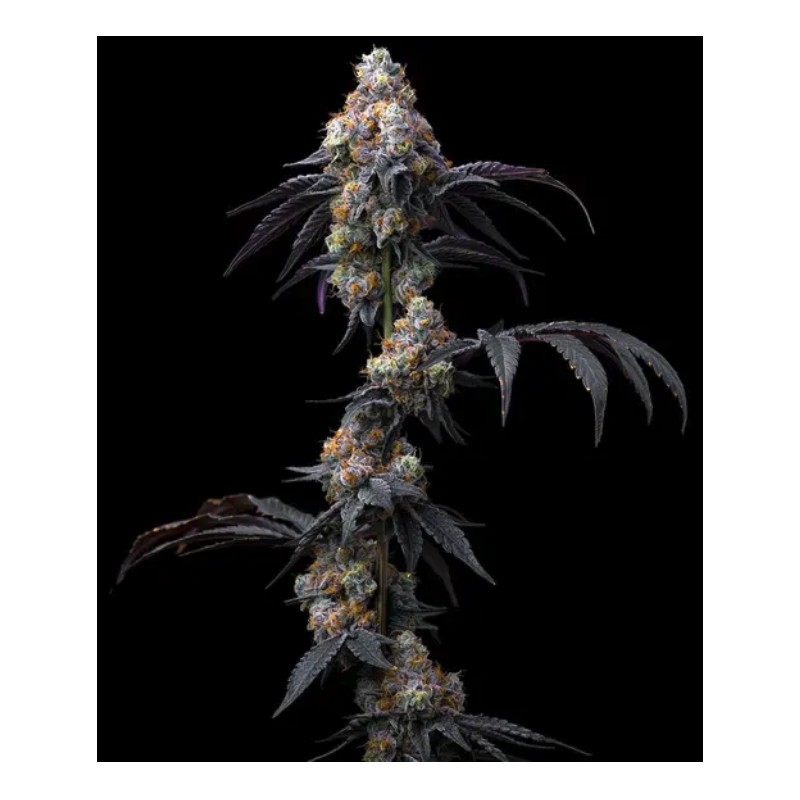 RAINBOW SHERBET · Barneys Farm · cannabis seeds · Fem