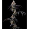 RAINBOW SHERBET · Barneys Farm · cannabis seeds · Fem
