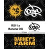 RS11 X BANANA OG · Barneys Farm · kenevir tohum · Disi · Fem