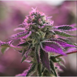RS11 X BANANA OG · Barneys Farm · kenevir tohum · Disi · Fem