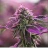 RS11 X BANANA OG · Barneys Farm · kenevir tohum · Disi · Fem