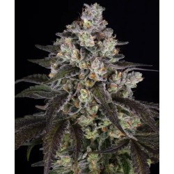 TRAINWRECK · Barneys Farm · cannabis seeds · Fem