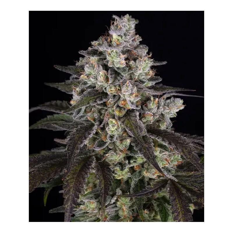 TRAINWRECK · Barneys Farm · kenevir tohum · Disi · Fem