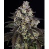 TRAINWRECK · Barneys Farm · cannabis seeds · Fem