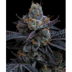 WHITE RUNTZ · Barneys Farm · kenevir tohum · Disi · Fem