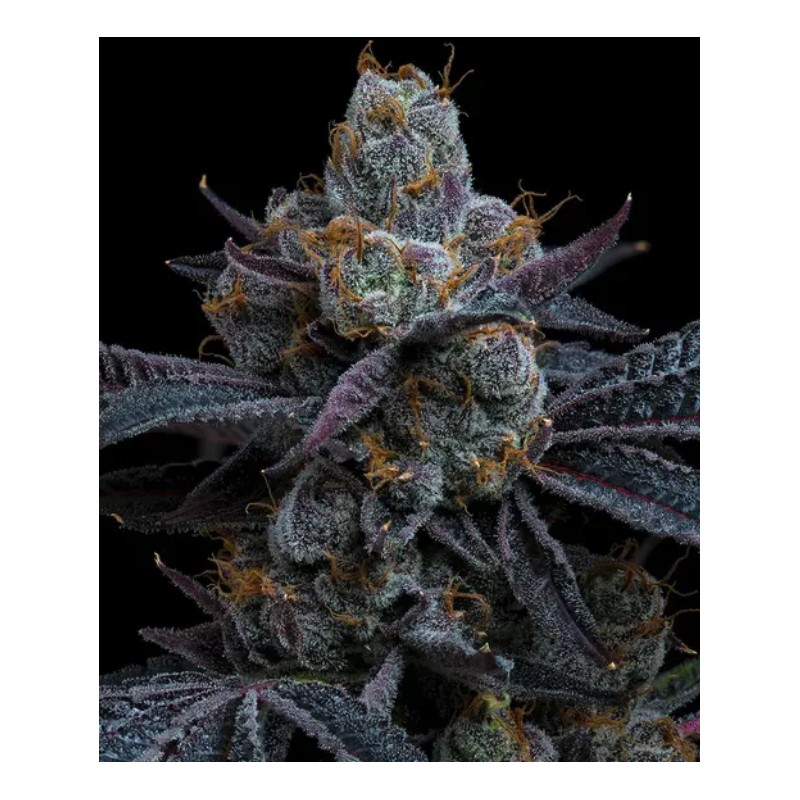 WHITE RUNTZ · Barneys Farm · kenevir tohum · Disi · Fem