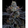 WHITE RUNTZ · Barneys Farm · kenevir tohum · Disi · Fem