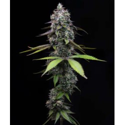 ZOAP · Barneys Farm · cannabis seeds · Fem