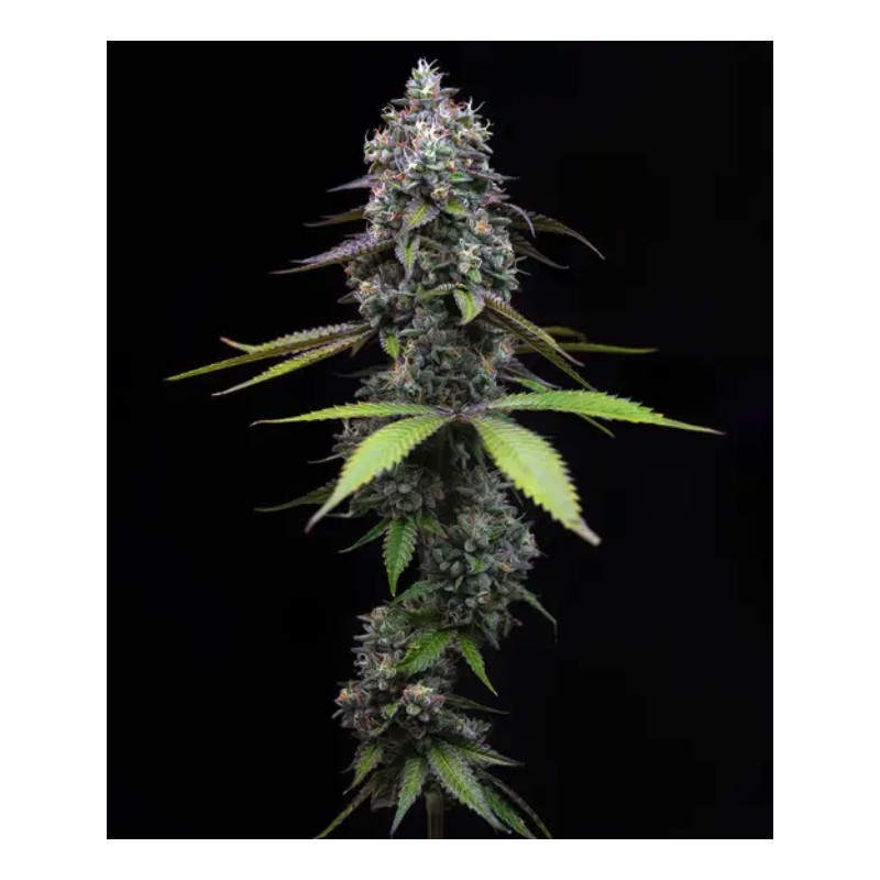 ZOAP · Barneys Farm · kenevir tohum · Disi · Fem
